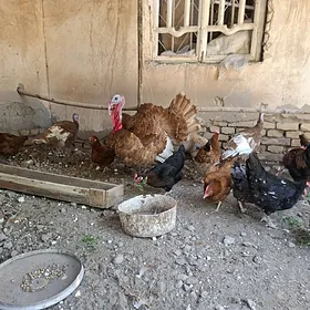 awgan induklar we towuklar