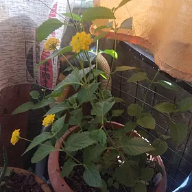 Домашний цветок