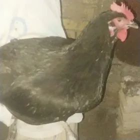 JERSIỲSKIÝ GIGANT