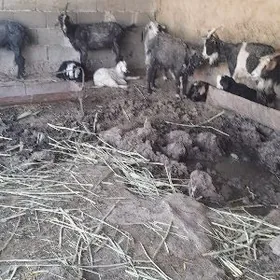 owlakly geciler 7sany