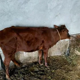 Сатлык унажын!