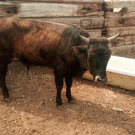 𝗈̈𝗄𝗂𝗓 𝗈̈𝗄𝗂𝖼̧𝖾