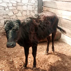 𝗀𝖺𝖼̧𝖺𝗋𝗅𝖺𝗋