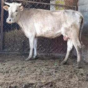 BOGOZ SAGYLÝAN SYGYR