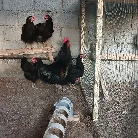 Brama gigant yumurta