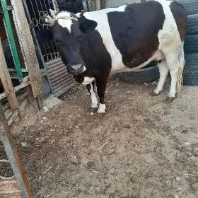 сыгыр голели