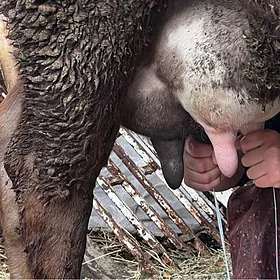 Arginal suytli sygyr