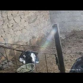 semental goleshten gole