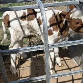 Tohum üçin Aŷşir öküzçe