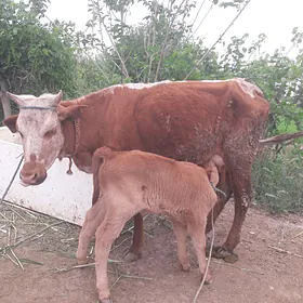 Saglyk yzy òkùzçeli