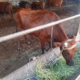 ожекли сыгыр