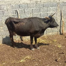 Tohum Gòleli sygyr 2 sany