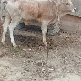 ARGINAL ŞWES ÖKÜZ ARASSA