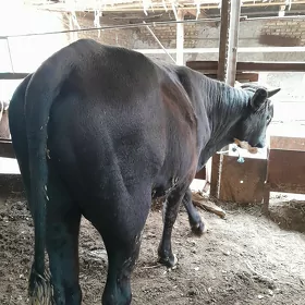 arassa çorny pýostra