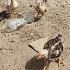 байсок жужелер