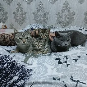 котёнок 
