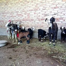 Ekiz Owlakly Geçiler 3 Sany