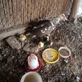 Muskus ene jüjeler.