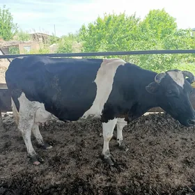 саглык сыгыр