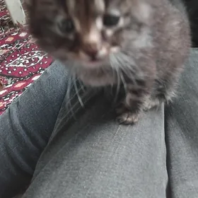 отдам котят в хорошие руки