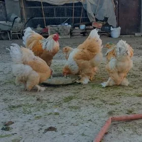 brama limon ýumurtga