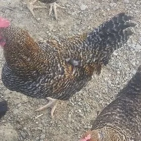 Dominant horoz