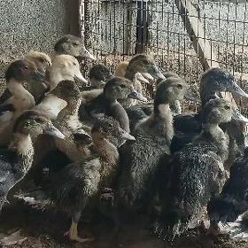 indawutga ördek jüjesi