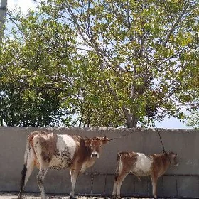 Gibrit gölely sygyr