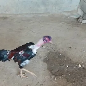 ТАШКЕНТ.  ХОРАЗ