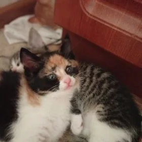 Девочка,,Алиска"