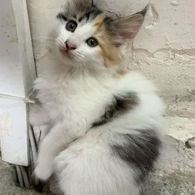 Котёнок/pişikler