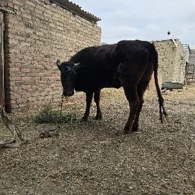 çorny pyýostyr tüwe