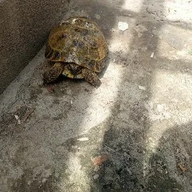 черепаха pyşdyl