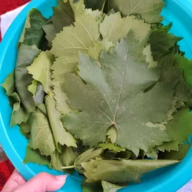 Виноградные листья