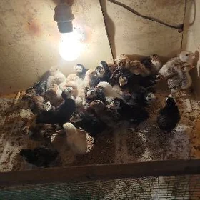 induk jüje индук