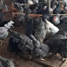 Доминант товук юмуртга