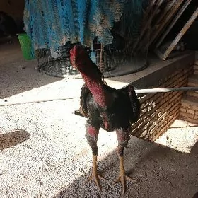 Horaz