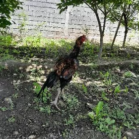 Taşkent Jüýje Horaz