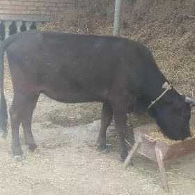 5 aý bolan bogaz sygyr