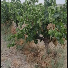 Üzüm gektar