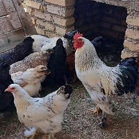 Bolgar towuk yumurtga