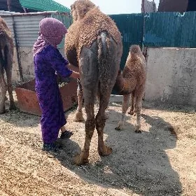 Körpe köşekli düýe