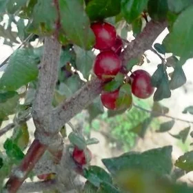 buzmeyin gunes plan jay