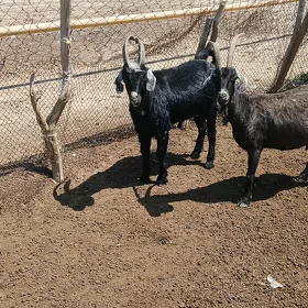 ownuk mal geci goyun teke