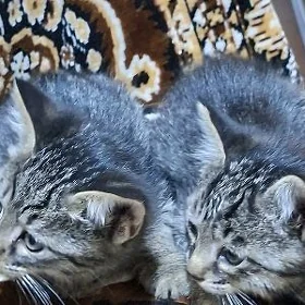 Домашние котята