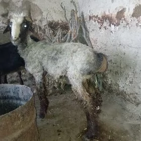 işşek öweçişşek öweç