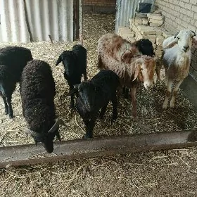 Кочкарлар