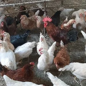 Товук хораз, Towuk horaz.