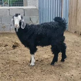 OTUGANJA OWLAKLAR 3SANY