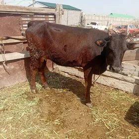 3 sany göleli sygyr